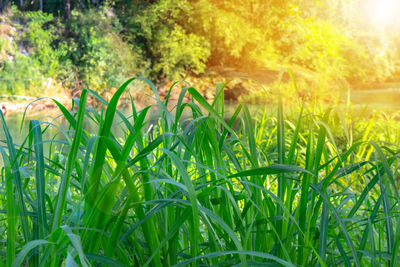 Close-up of plants growing on field