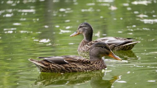 Mallard ducks swimming in lake