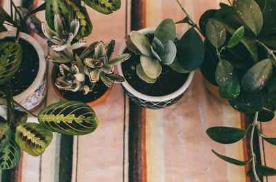 Close-up of potted plant on window