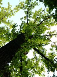 Low angle view of trees against sky