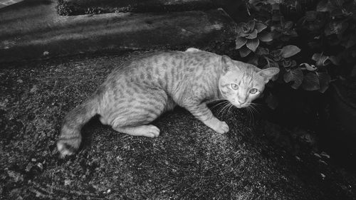 High angle portrait of cat relaxing outdoors