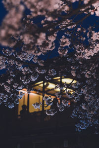 Low angle view of cherry tree at night