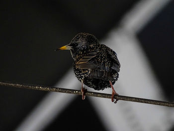 Close-up of bird perching