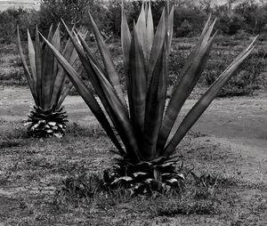 Plants growing on field