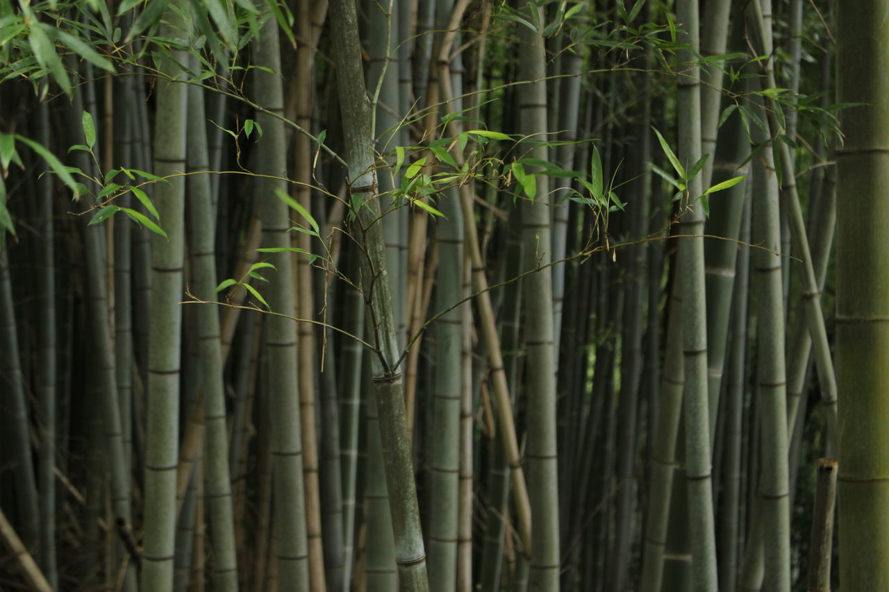 nature, growth, tree, forest, plant, tree trunk, no people, beauty in nature, outdoors, bamboo grove, freshness, close-up, day