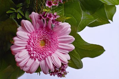 Close-up of pink flowering plant