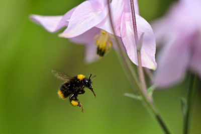 Close-up of bee by flower