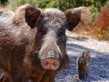 Close-up portrait of pig