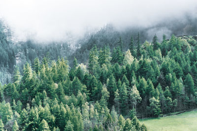 Panoramic view of pine trees in forest