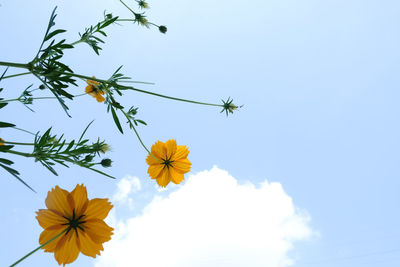 Low angle view of flowering plant against blue sky