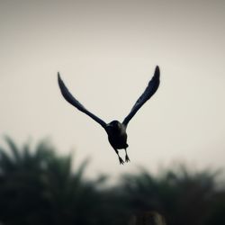 Bird flying over white background