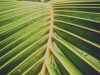 Full frame shot of palm leaves