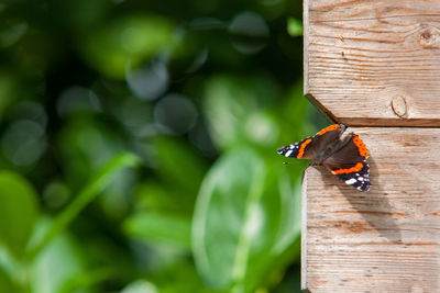 Close-up of butterfly on wooden boards 