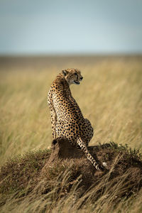 Full length of cheetah on field