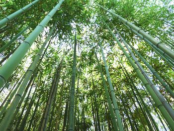 Low angle view of trees