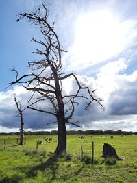 Bare tree on field against sky