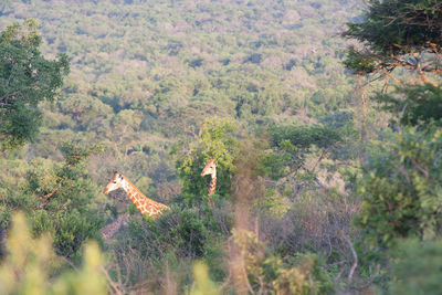 Scenic view of forest