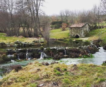 Scenic view of river by trees