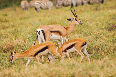 Impala antelope standing on field