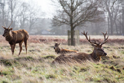 Deer in a field