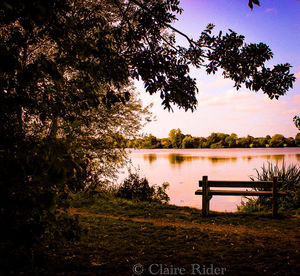 Tree by lake against sky