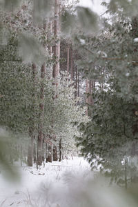 Snow covered pine trees in forest during winter