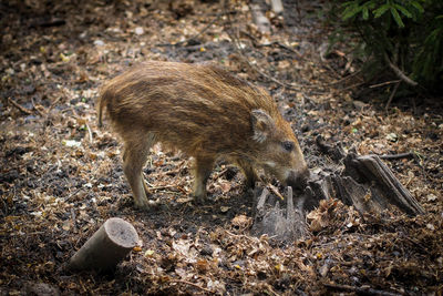 Side view of piglet on field