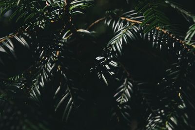 Close-up of tree branch