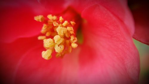 Macro shot of pink flower