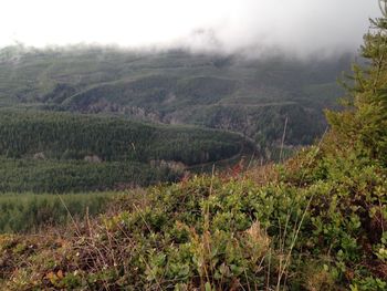 Scenic view of forest