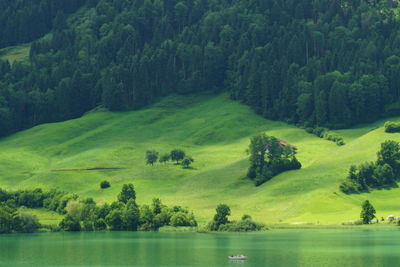 Scenic view of green forest