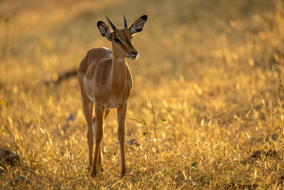 Backlit young