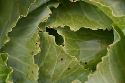 Close-up of green leaves