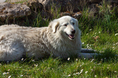 The white italian dog , is a breed of livestock guardian dog indigenous to central italy.