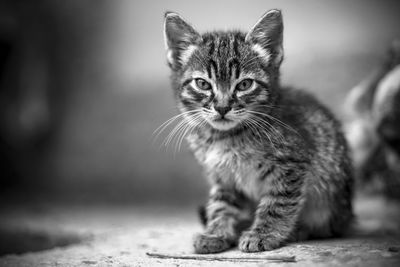 Close-up portrait of tabby cat