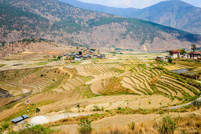 Scenic view of rice field