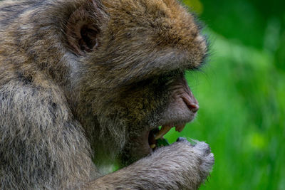 Close-up of monkey