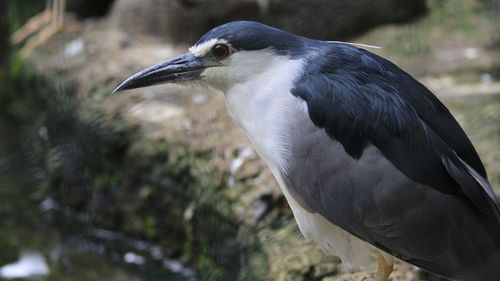 Close-up of a bird