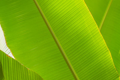 Banana palm leaves background