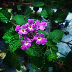 Close-up of pink flowers