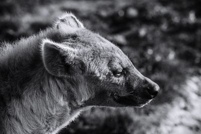 Close-up of hyena