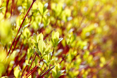 Close-up of plant growing on field