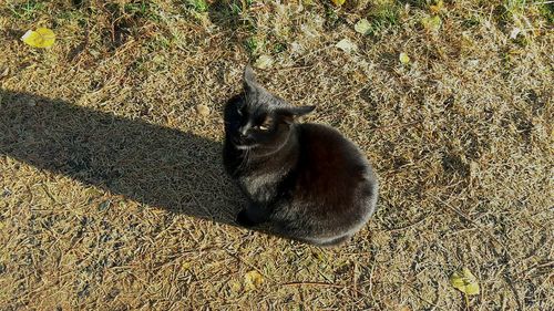 High angle view of cat on shadow