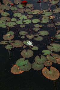 High angle view of lotus water lily in lake