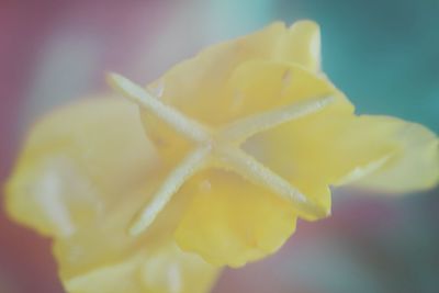Close-up of yellow rose