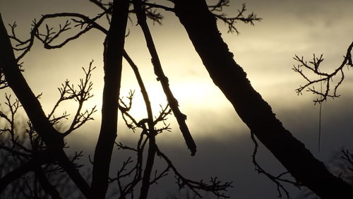 Low angle view of bare trees against sky