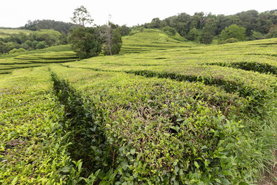 Scenic view of agricultural field