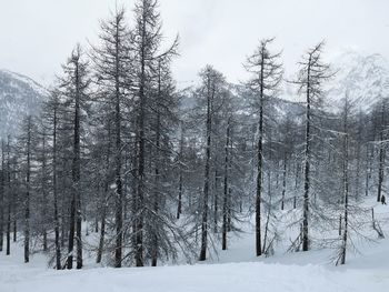 Trees on snow covered field in forest