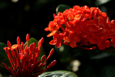 Close-up of red flowering plant