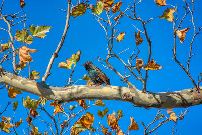 Low angle view of bird perching on tree against sky